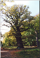 Ivenack Oak